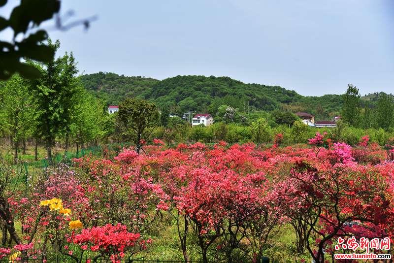 舒城县晓天镇借力精准扶贫打造美丽乡村