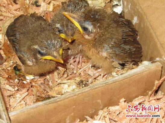 金寨县森林公安局快速查获一批收购的野生动物