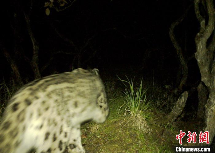 四川卧龙红外相机首次拍摄到雪豹现身大熊猫栖息地