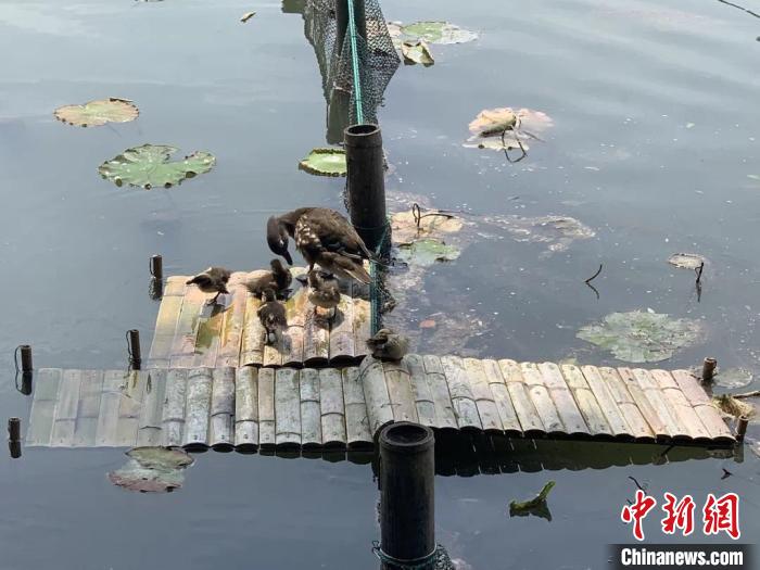 2019年，毛竹片制作的小桥上，水鸟们在晒太阳。西湖景区供图