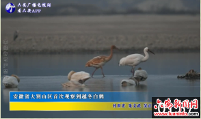 安徽省大别山区首次观察到越冬白鹤 