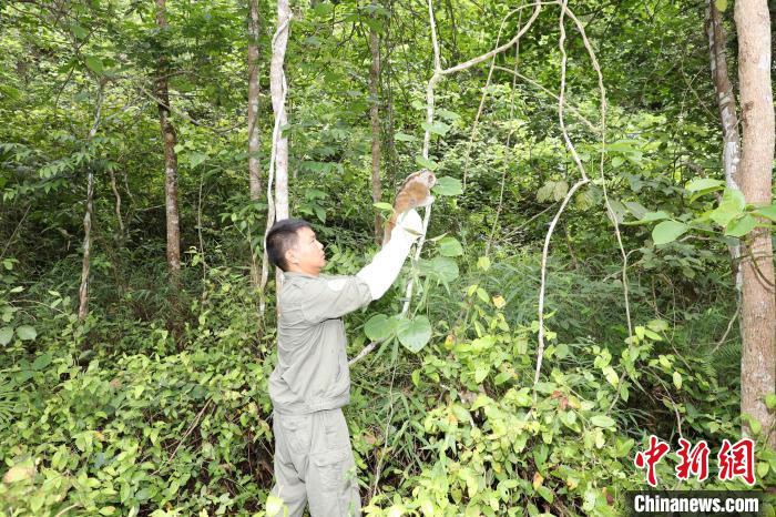 广西放归国家一级保护动物蜂猴和倭蜂猴一批