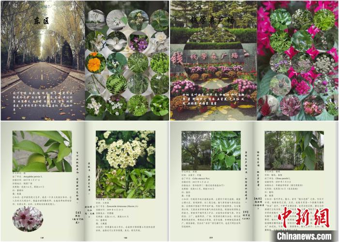 武汉一高校学生历时4年编撰校园植物图鉴