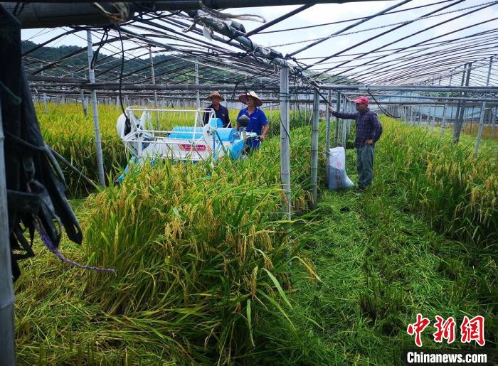 浙江省温州市苍南县沿浦镇组织粮食生产服务队帮助农户抢收早稻。　苍南县委宣传部供图