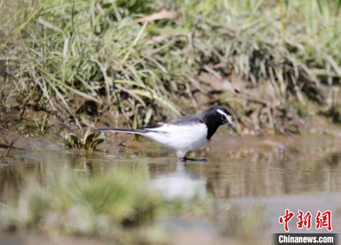 浙江多地发现新物种、多地新记录种