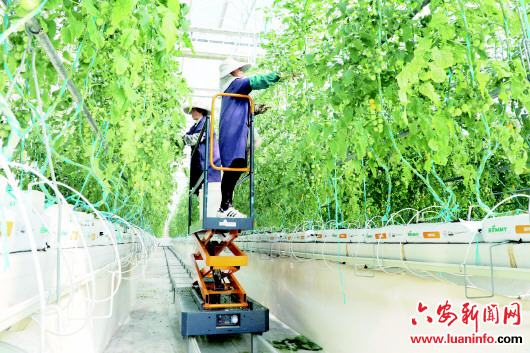 “土字号”何以炼成“地标IP”——解码皖西农业优品的价值进阶路径