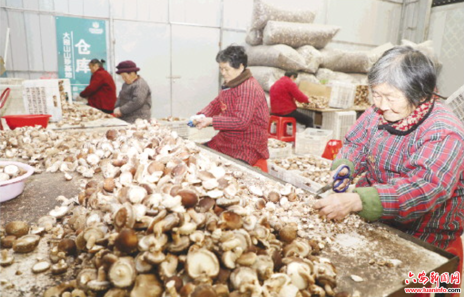 小香菇“飘香”振兴路