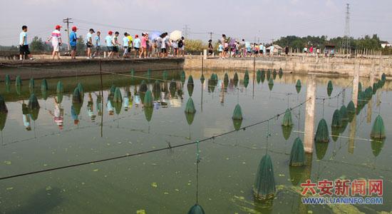 小记者参观霍山鳗鱼养殖基地