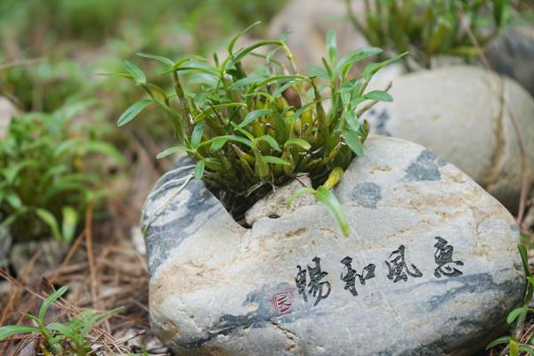 图片55a.jpg