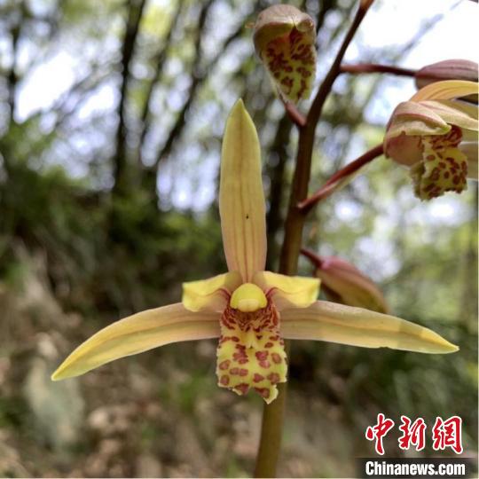 秦岭国家植物园发现中国最北端野生蕙兰种群。 邢小宇 摄
