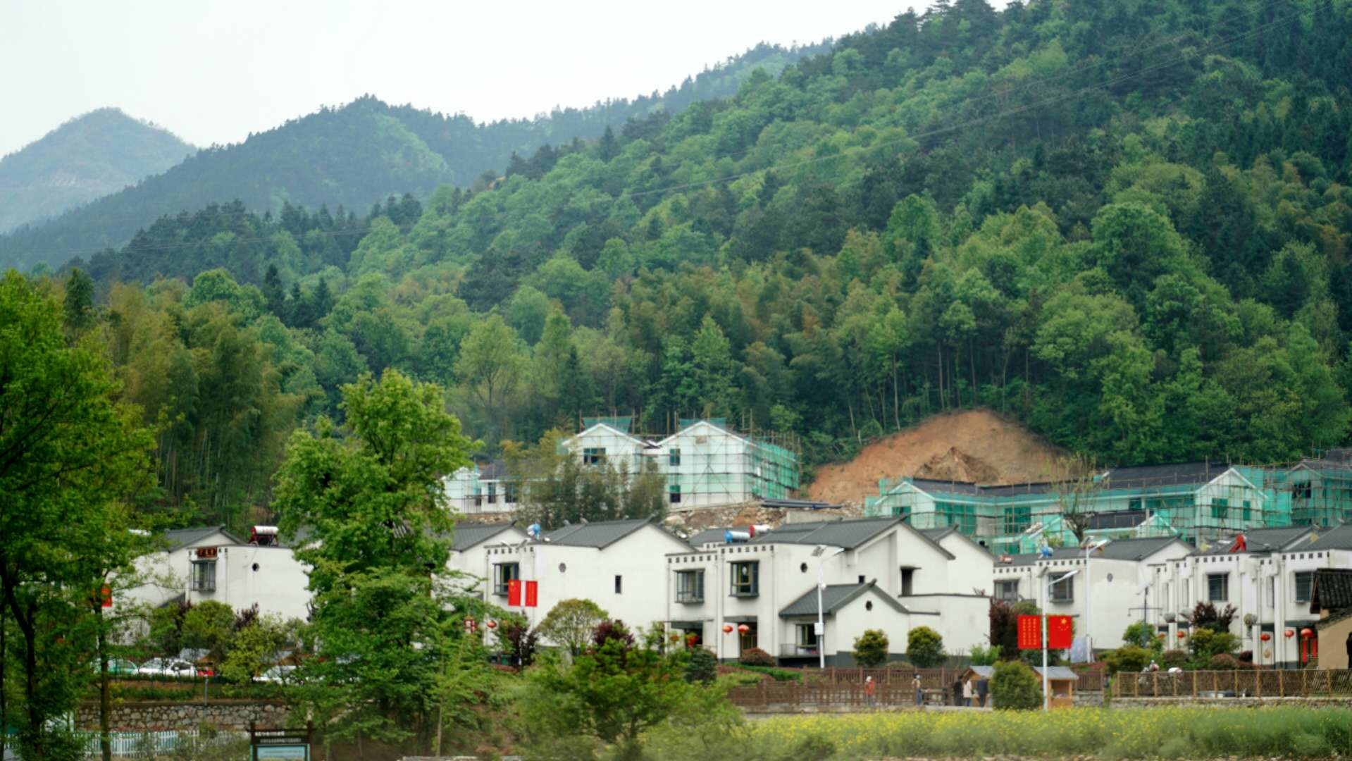 金寨县大湾村：片片小茶叶 扶贫大作为！
