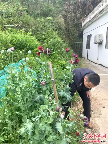 金寨：民警巡逻途中铲除罂粟花