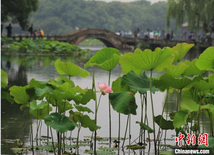 杭州西湖荷花首开 “映日荷花别样红”已在期待中