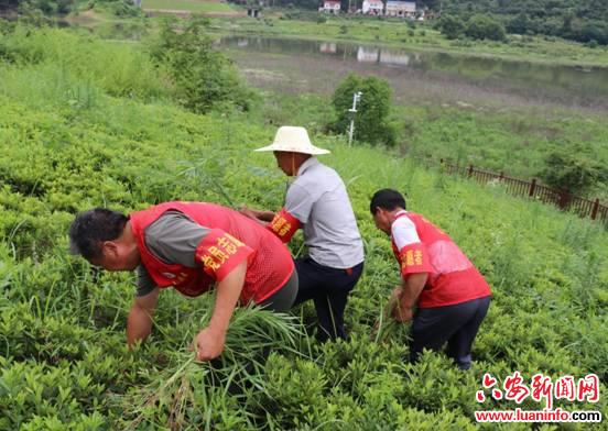 单龙寺镇：党建引领，奏响乡村治理与乡村振兴融合发展新乐章