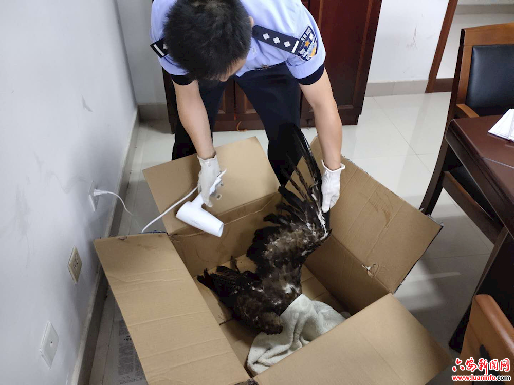 金寨：救助1只野生黑鸢