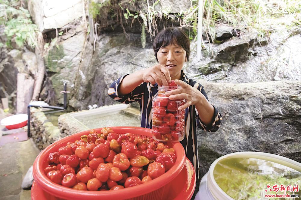 “红灯笼”照亮致富路