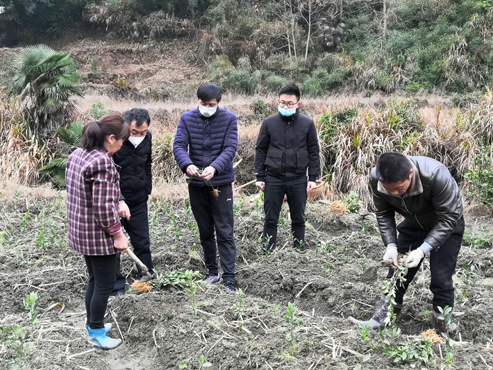 栗树村产业扶贫.jpg