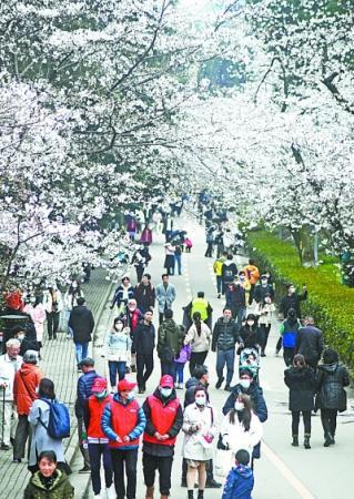 武大樱花盛放迎客 周末“医护专场”1.3万人已预约