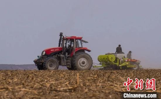博乐市乌图布拉格镇的玉米田里正在进行免耕玉米的播种。　夏特克· 叶尔扎提 摄