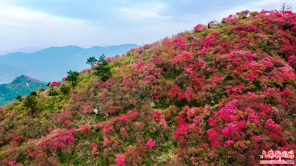 杜鹃花开黄狮寨