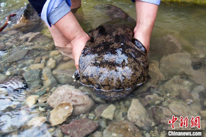 六盘山自然保护区首次发现巨型“娃娃鱼” 泾源县融媒体中心供图 摄