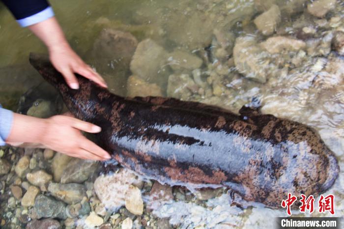 六盘山自然保护区首次发现巨型“娃娃鱼” 泾源县融媒体中心供图 摄
