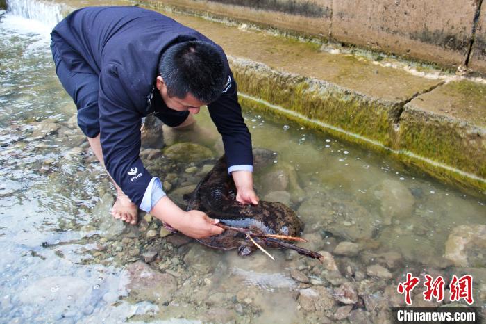 六盘山自然保护区首次发现巨型“娃娃鱼”