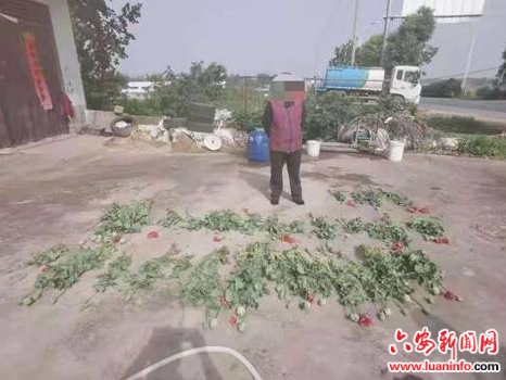 霍邱县乌龙镇快速查处一起非法种植罂粟原植物案