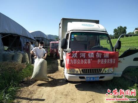  金寨县双河镇：小蚕桑撬动大产业