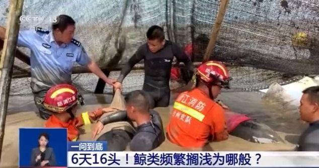 6天16头！浙江沿海为何频现鲸类搁浅？专家解读