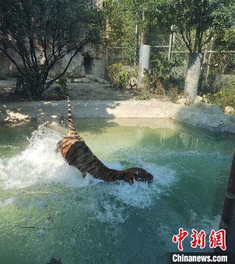 大老虎戏水。　成都动物园供图