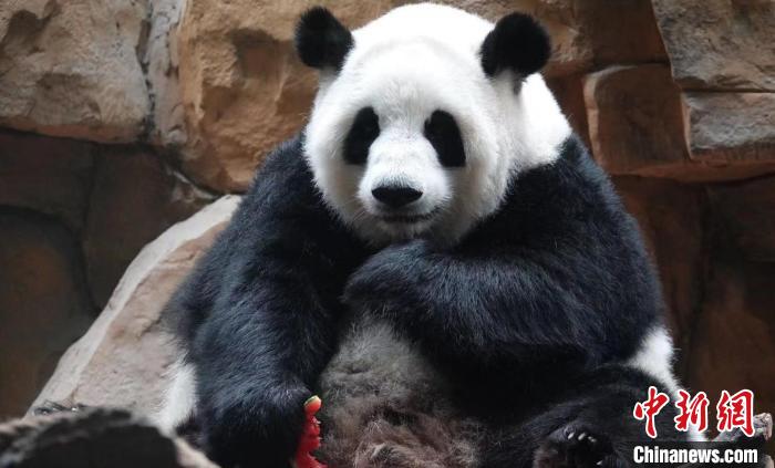 大熊猫品尝可口的西瓜。　成都动物园供图