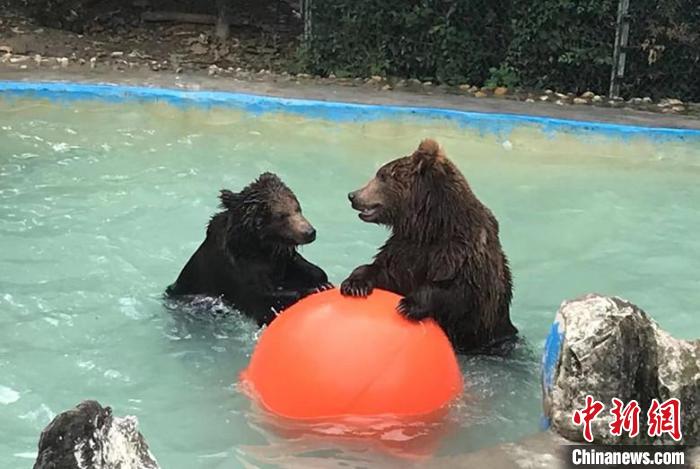 大黑熊戏水。　成都动物园供图
