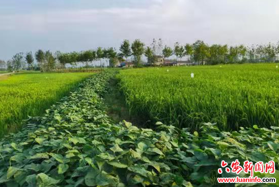 推进农药减量增效  保障农产品质量安全