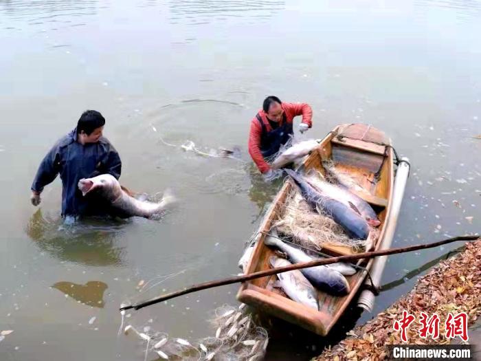湖南一高校内湖冬捕 邀师生吃全鱼宴迎新年