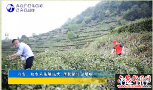 六安：助农采茶解民忧 帮扶销售促增收