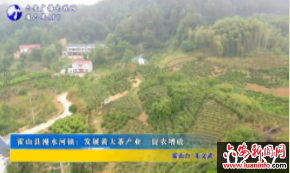 霍山县漫水河镇：发展黄大茶产业 促农增收