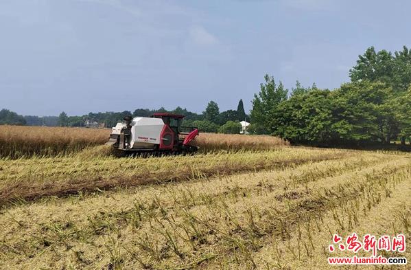 舒城县干汊河镇七门堰村：丰收油菜喜开镰  农民群众笑开颜