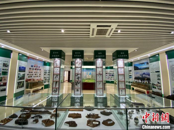 图为海南热带雨林国家公园管理局霸王岭分局科普宣教馆内的植物标本展示。 符宇群 摄