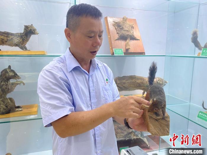 图为郑海强介绍红颊长吻松鼠标本的制作过程。 符宇群 摄