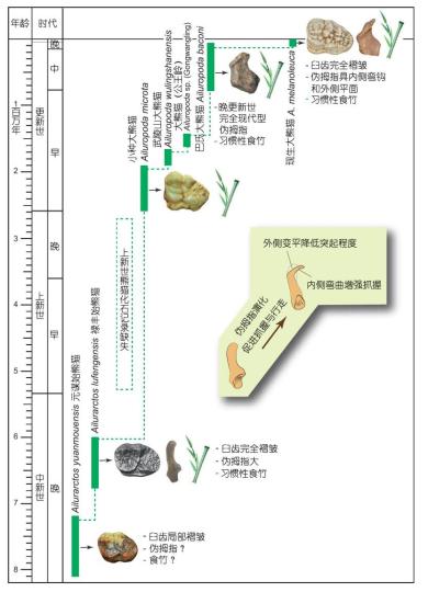 熊猫家族伪拇指和臼齿与食竹习性的演化关系。　中科院古脊椎所 供图