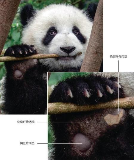 大熊猫抓握和咀嚼竹子细节图。　Sharon Fisher　摄