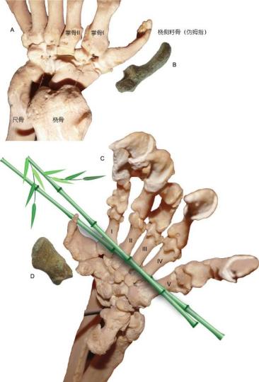 大熊猫(A，C)和始熊猫(B，D)伪拇指的解剖结构及抓握示意图。　中科院古脊椎所 供图