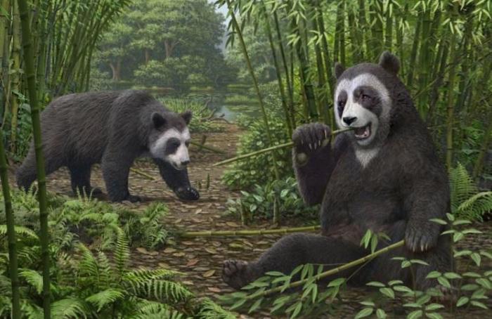 大熊猫吃竹子“绝技”从何而来？最新研究揭秘600万年前起源
