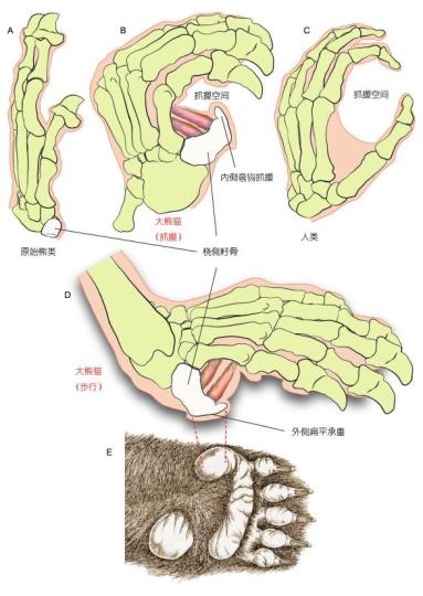 大熊猫(B，D，E)与原始熊类(A)和人类(C)手部的对比。　中科院古脊椎所 供图