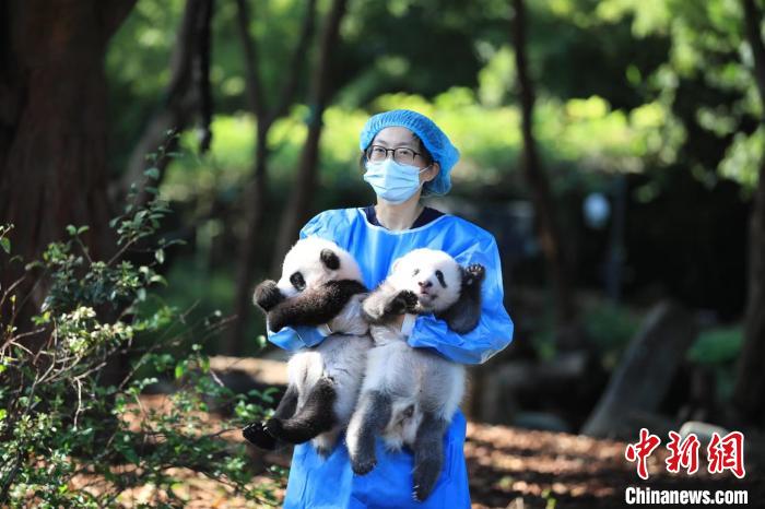 饲养员抱着大熊猫宝宝。　成都大熊猫繁育研究基地供图