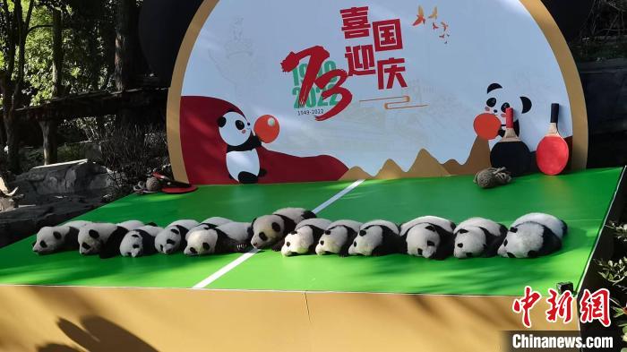 成都大熊猫繁育研究基地13只“2022级”新生大熊猫首次集体亮相。　王利文 摄