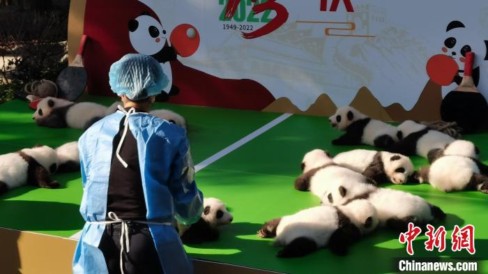 饲养员正在放置大熊猫宝宝。　王利文 摄