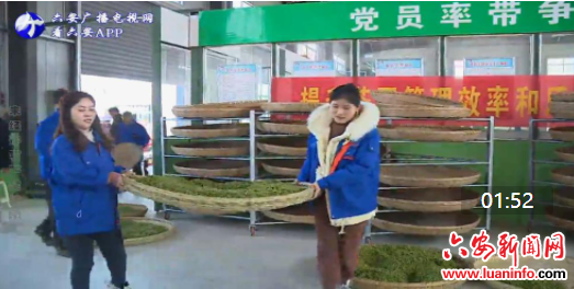 我市推出春茶“鲜叶贷” 助力茶企高质量发展