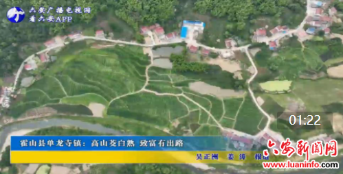霍山县单龙寺镇：高山茭白熟 致富有出路